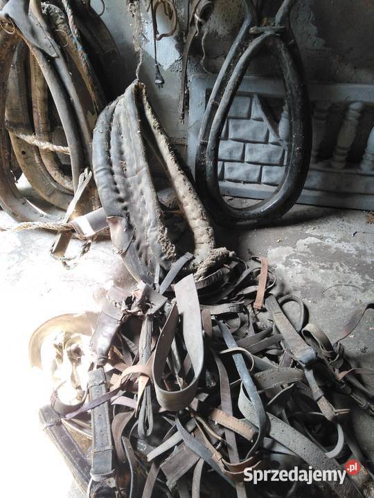 Sprzedam homonta z uprzężą końskie śląskie Częstochowa