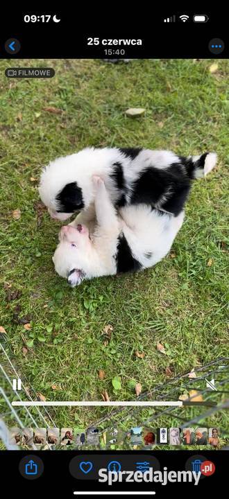 Szczeniaki border collie Myślenice sprzedam