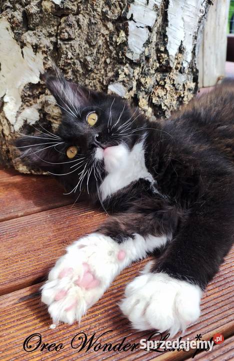 Czarno biały kocurek Maine Coon Oreo FPL Gdańsk