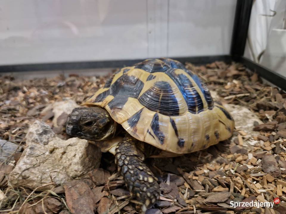 Żółw terrarium grecki testudo hermanni śląskie Rydułtowy
