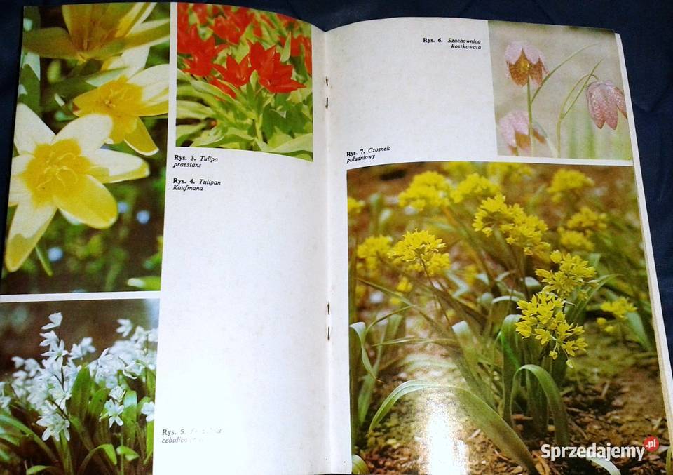 Mało znane ozdobne rośliny cebulowe i bulwiaste lubelskie Chełm