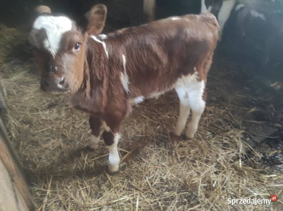 Sprzedam jałówki cielne Binczarowa