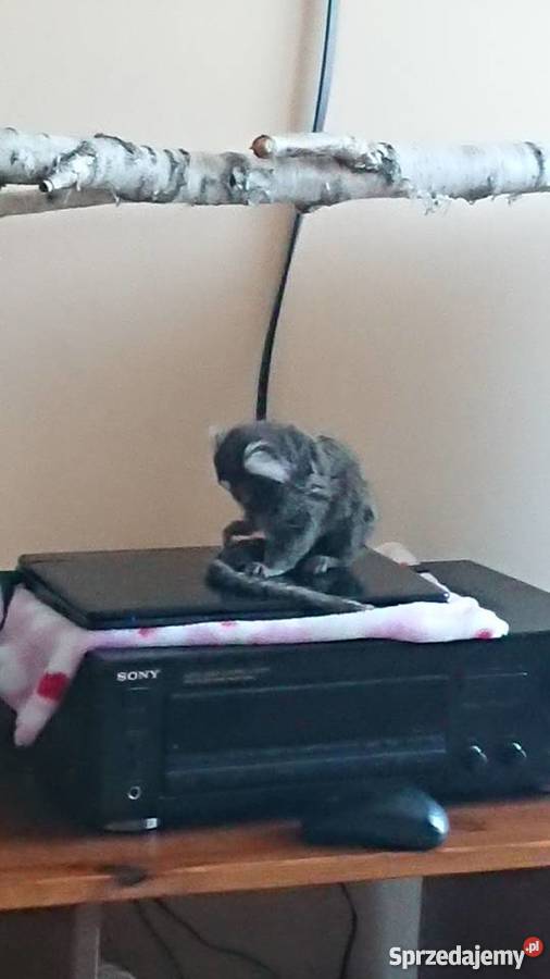 Małpka marmozeta białoucha Grajewo