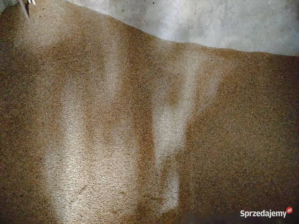 Sprzedam żyto paszowe Lgota Wielka