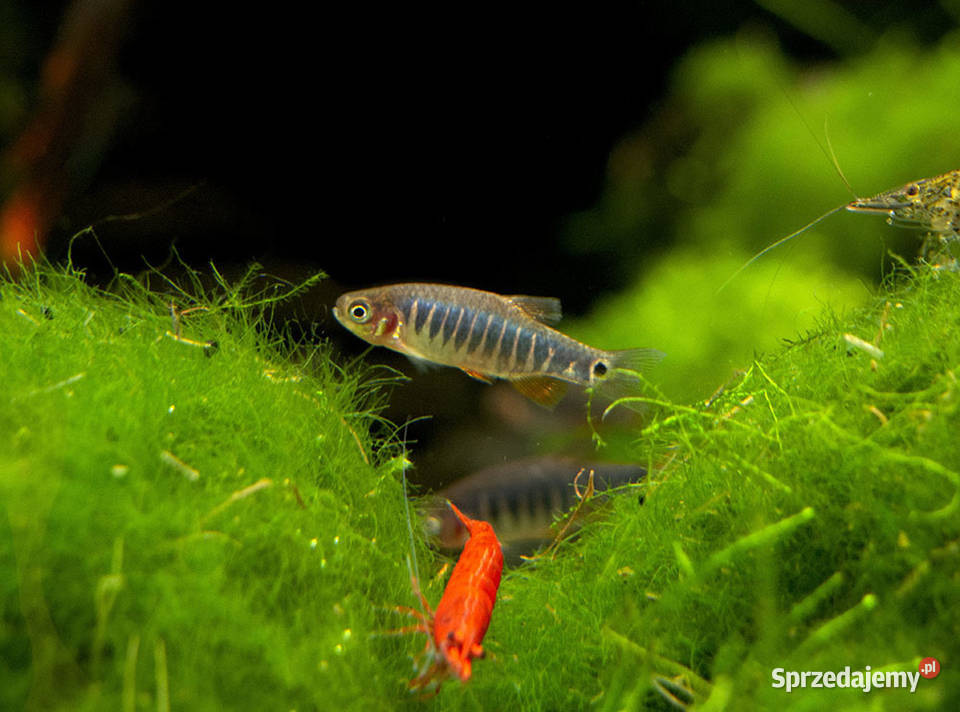 Danio erythromicron Celestichthys WYSYŁKA NA Gdańsk sprzedam