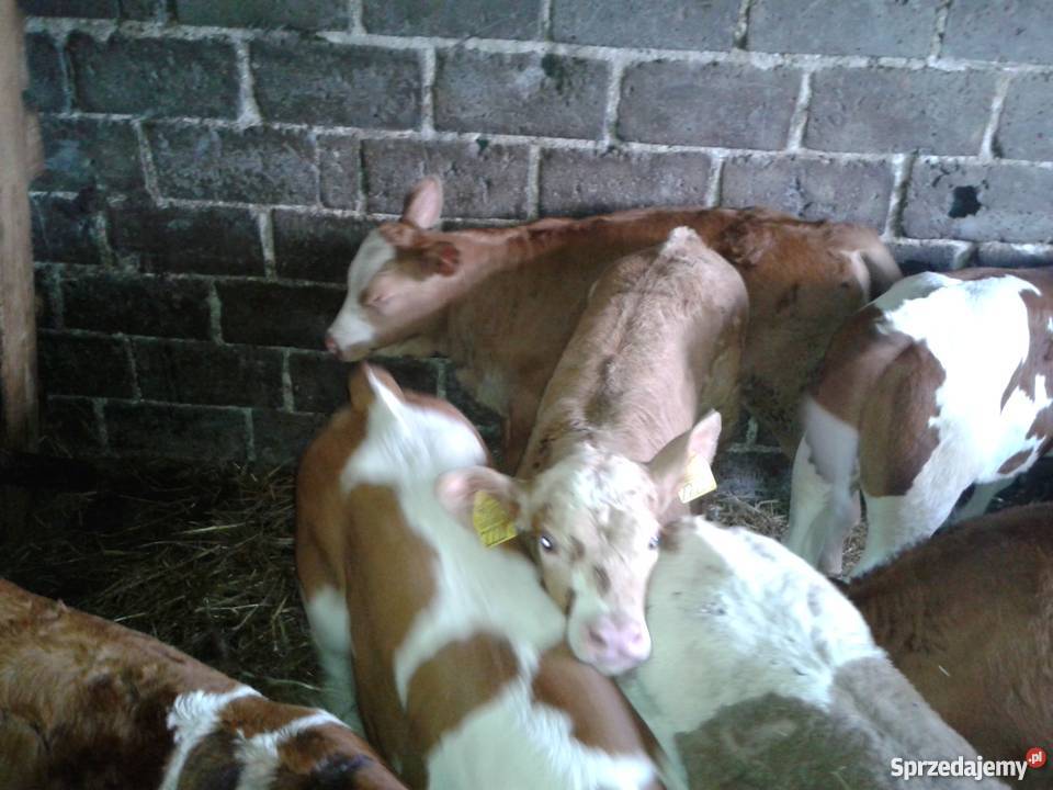 Cielęta mięsne byczki cieliczki Wola Zabierzowska