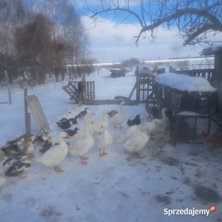 Sprzedam gęsi kołudzkie 25 Puchaczów sprzedam