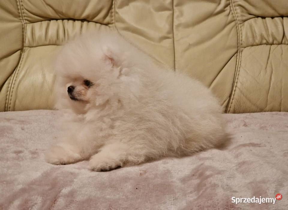 Szpic Pomeranian w typie BOO piękny biały Kolor