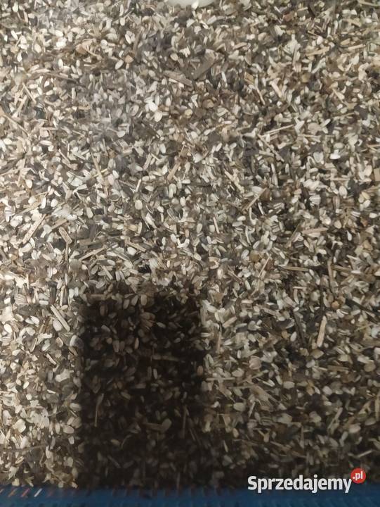 Nasiona słonecznika ozdobny sprzedam