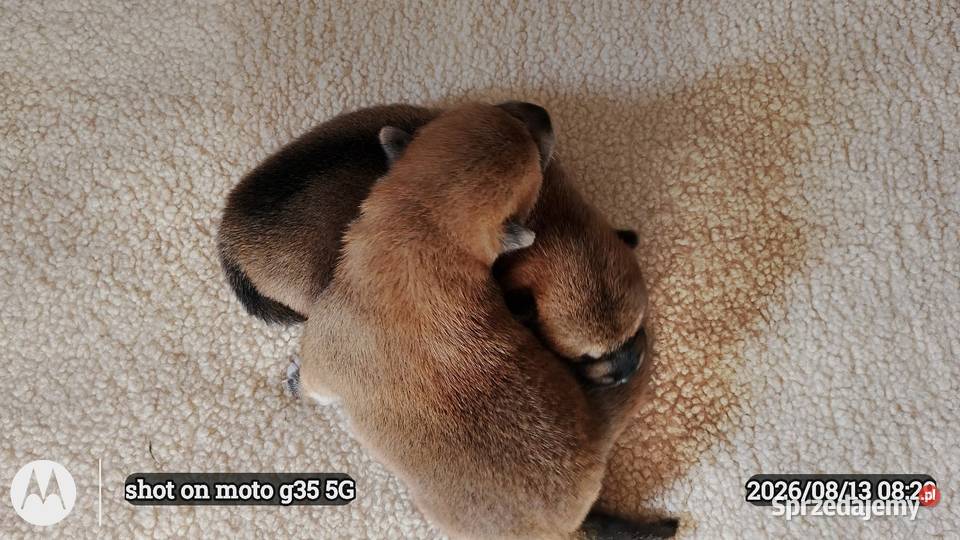 Rezerwacje na dwoje szczeniąt rasy Shiba Inu sprzedam