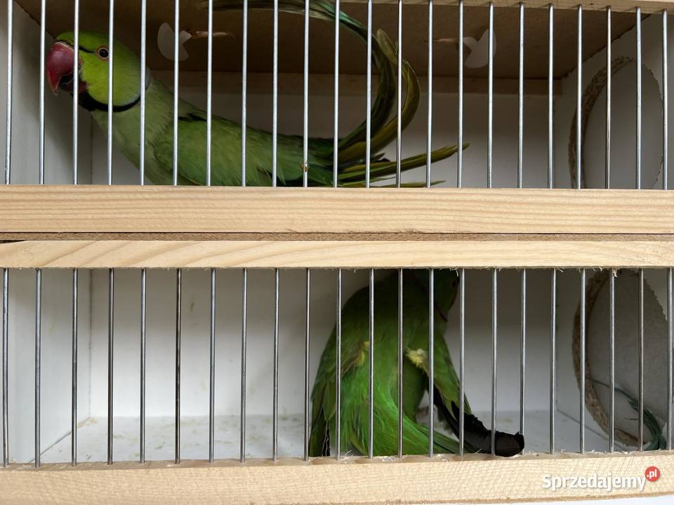 Sprzedam papugi aleksandretty rózne kolory Jaworowa