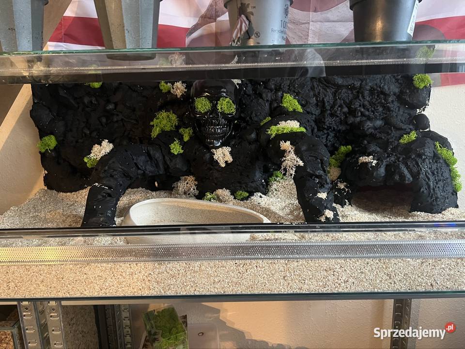 Terrarium z regiusem pomorskie Sopot