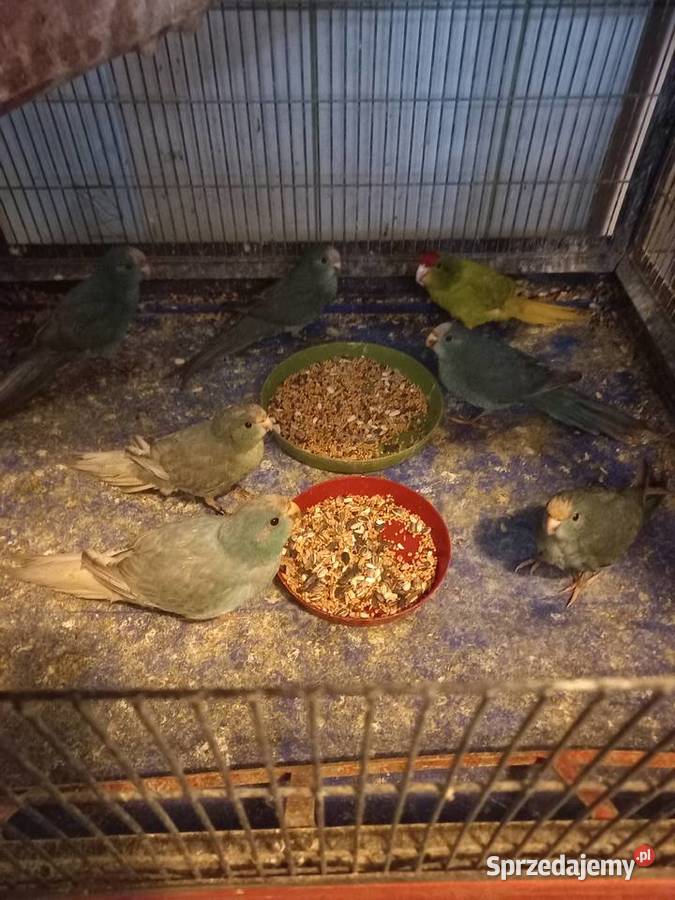 Papugi modrolotki Wadowice