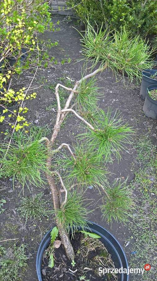 Iglaki Formowane Bonsai Mszczonów