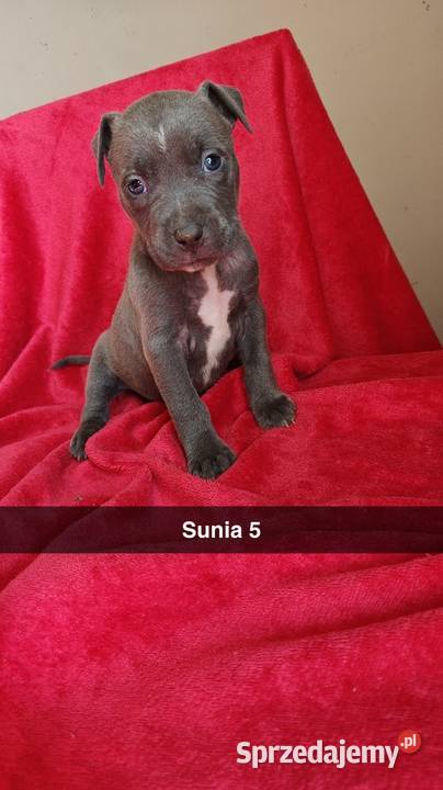 Amstaff Szczeniaki Amstaff Radomsko