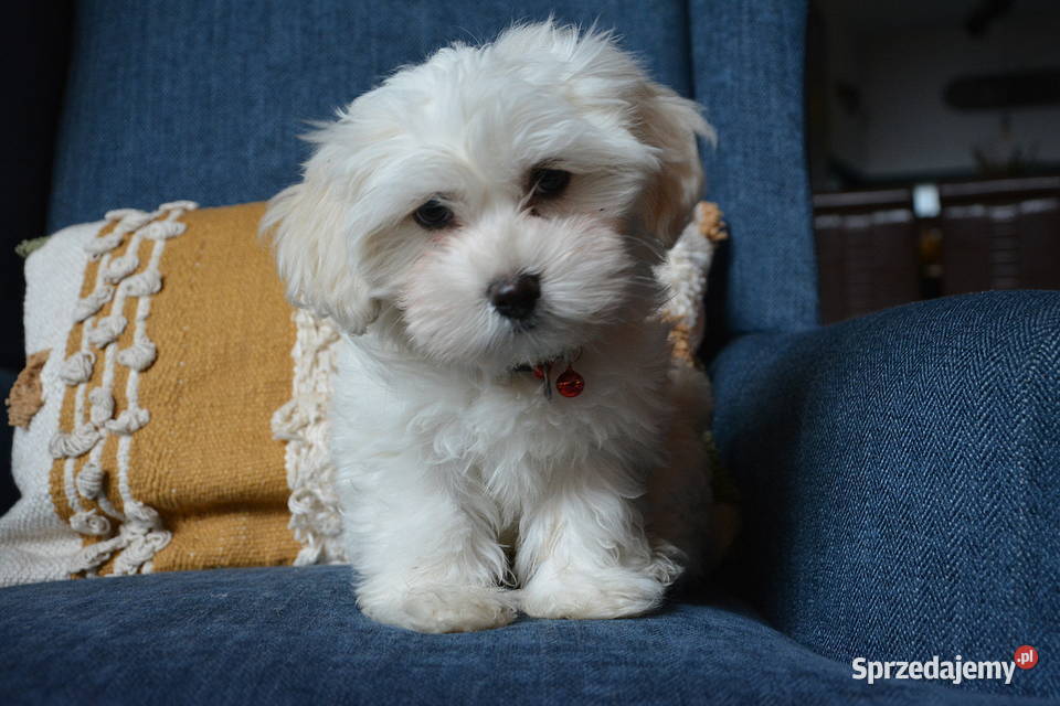 Przyjazne kochane maltańczyki z rodowodem małopolskie Stary Sącz