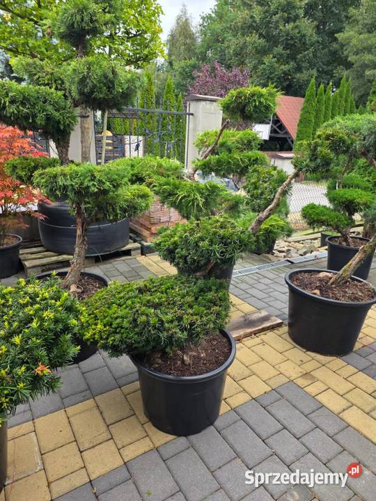 Bonsai rośliny formowane Bonsai Wieliczka