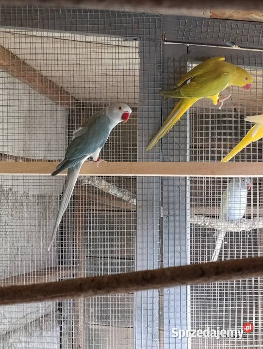 Aleksandrety obrożne głowa ogon wielkopolskie Grodzisk Wielkopolski