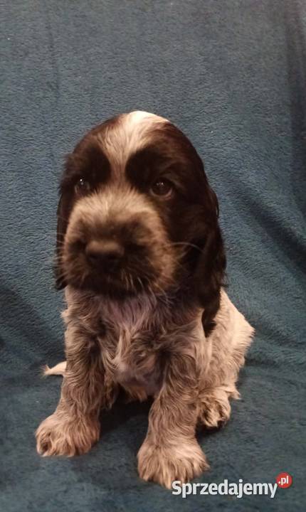Cocker spaniel angielski Cocker Spaniel łódzkie Krzyżanów