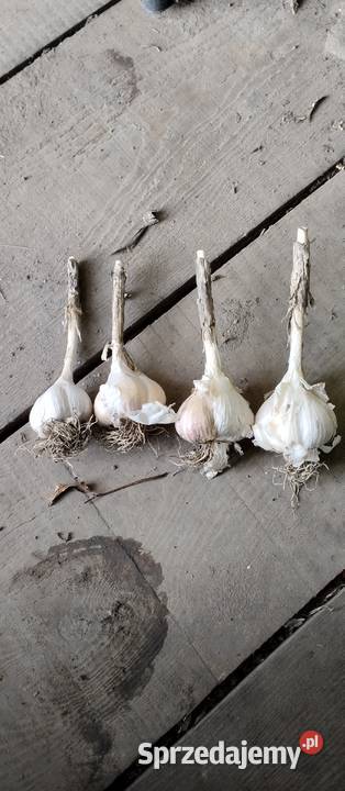 Ziemniaki Bell Rossa vineta cebula czosnek por Chełm sprzedam