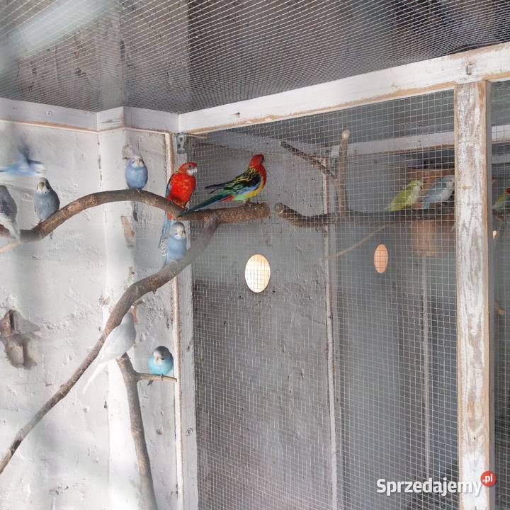 Sprzedam papugi Chrzelice