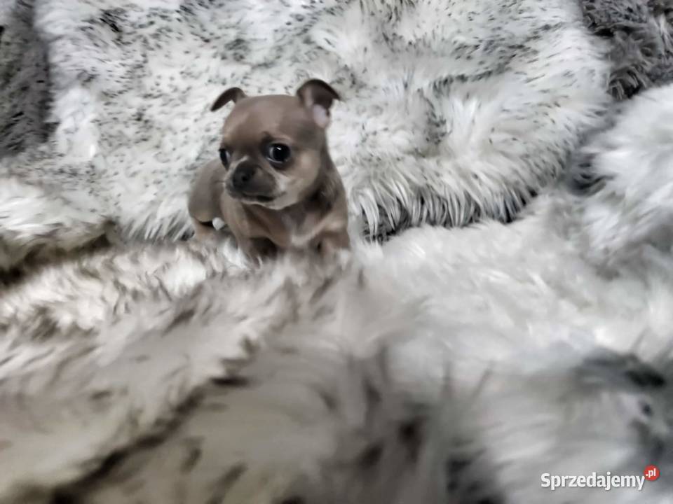 Chłopcy chihuahua gotowi do odbioru piękne wielkopolskie Ciszkowo