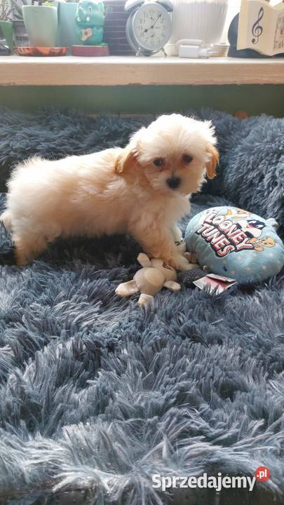 Maltipoo szczeniaczki Płońsk