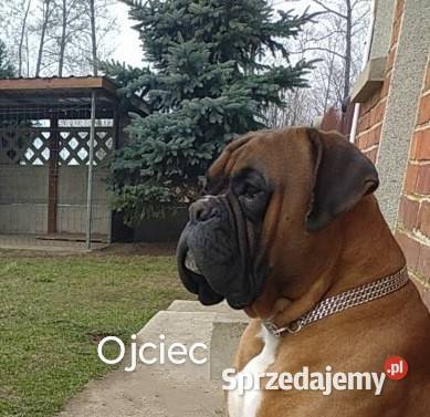 Bokser szczenię Wrocław