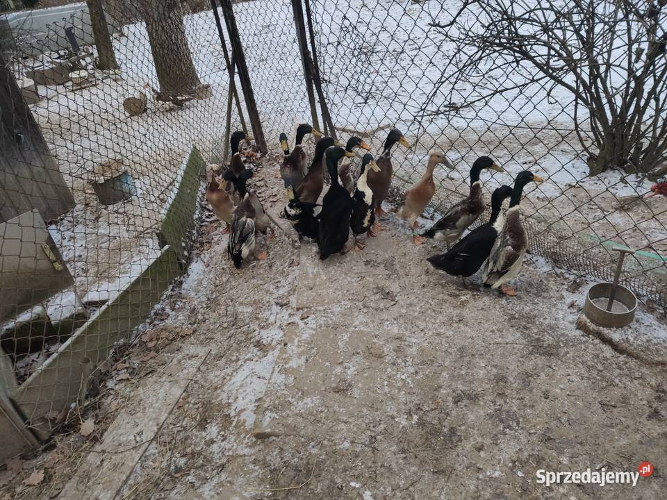 Kaczki biegus indyjski Ptaki małopolskie Dobczyce