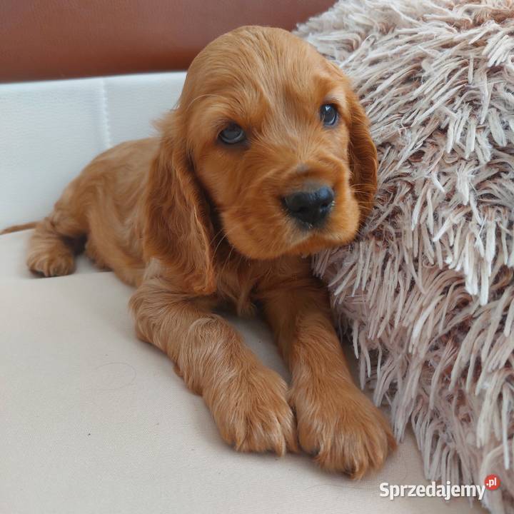 Cocker spaniel angielski suczka złota Moroczyn sprzedam
