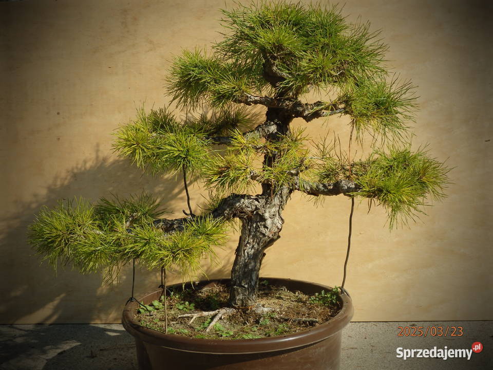 Bonsai Sosna 60 ponad 30 letnia Skierniewice