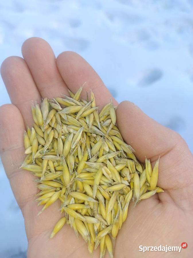 Owies Bingo Dąbrowa