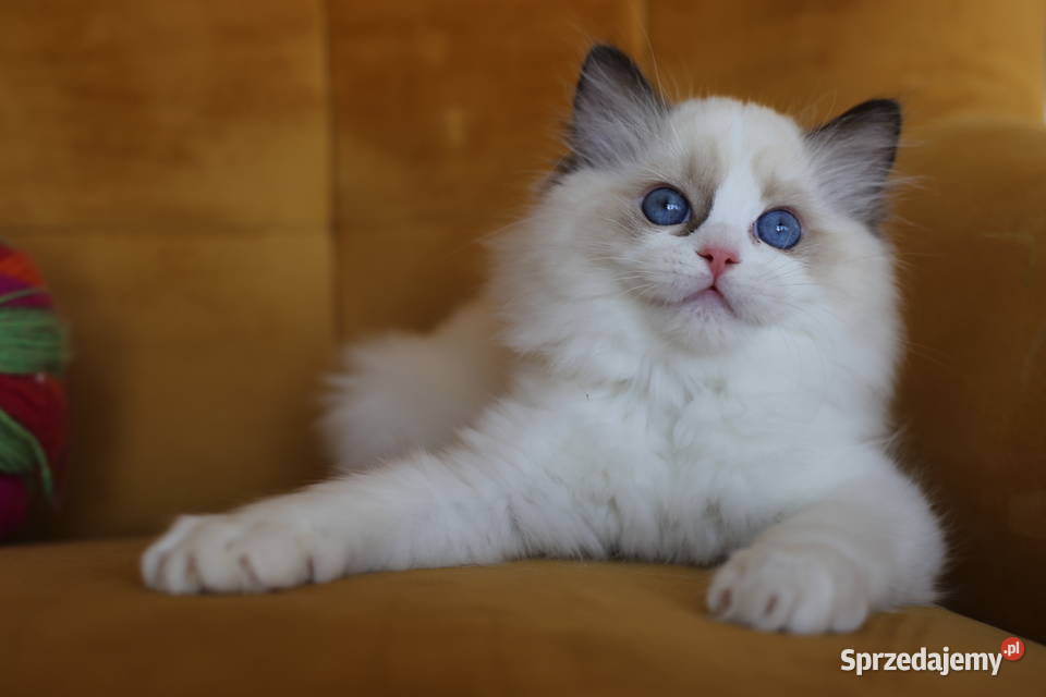 Koteczka Wicca z hodowli Castillo Cat Santocko sprzedam