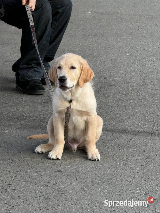 Szczeniak rasy Golden Retriever Września