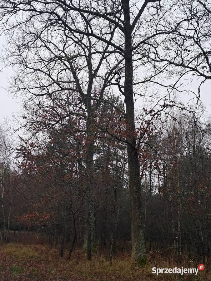 Sprzedam dęby tartaczne Brudzewice-Kolonia