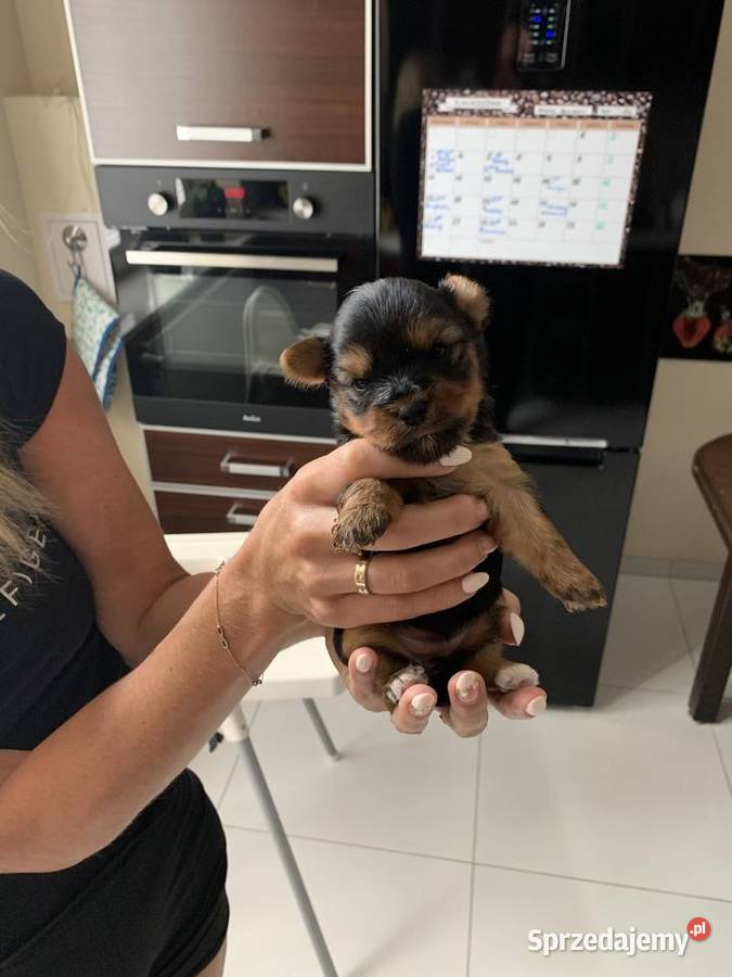 Śliczne Yorki pomorskie Słupsk