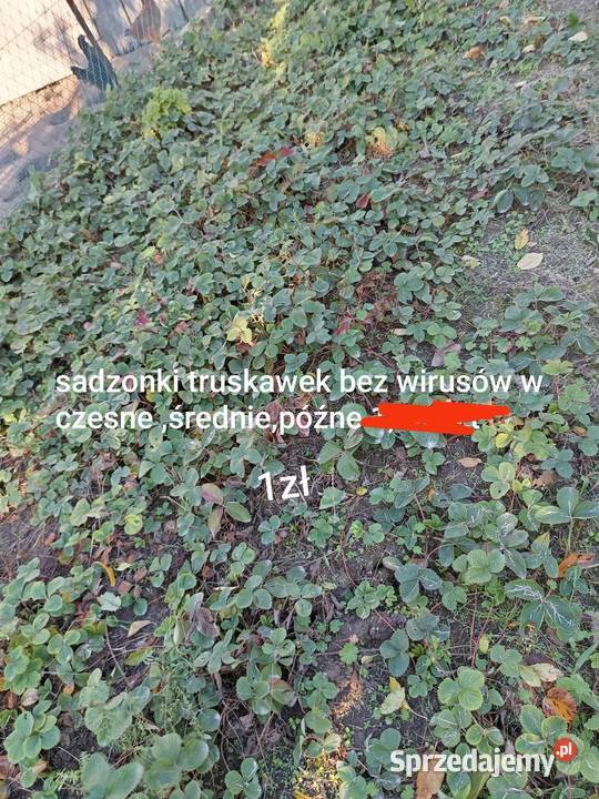 Sprzedam sadzonki truskawek kwiatów ogrodowych Rabatowe Radzyń Podlaski