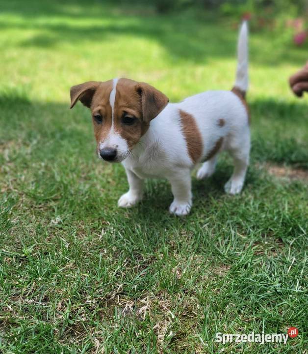 Szczeniaki Jack Russell terrier z rodowodem