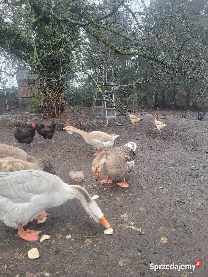 Gęsi Chołmogory Zielona Góra sprzedam