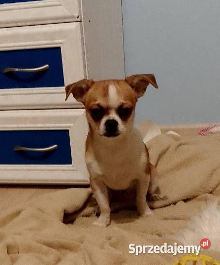 Chihuahua chłopiec Szczucin
