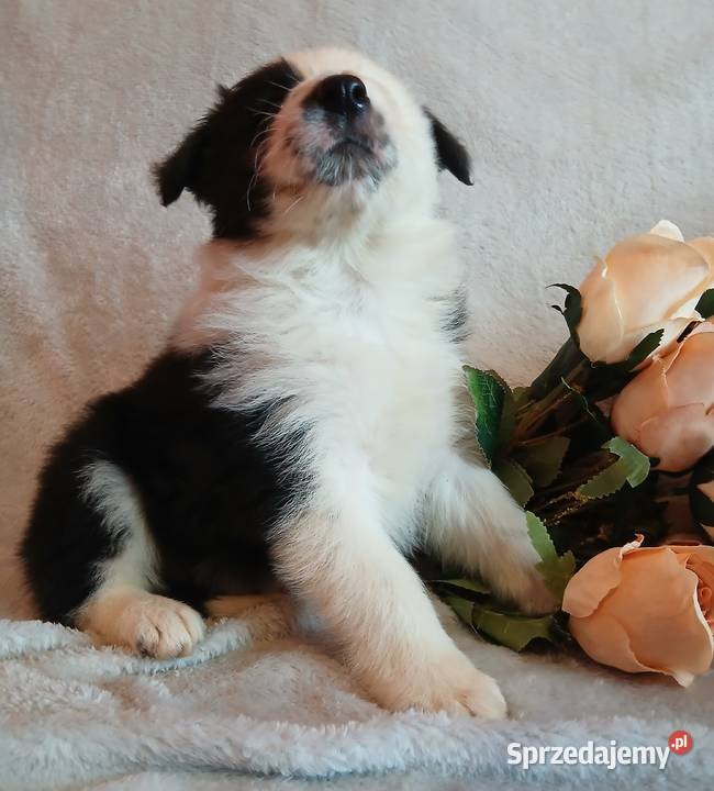 Border collie piesek sprzedam