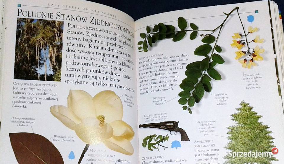 Drzewa Mini encyklopedia Theresa Greenaway Pozostałe Chełm sprzedam