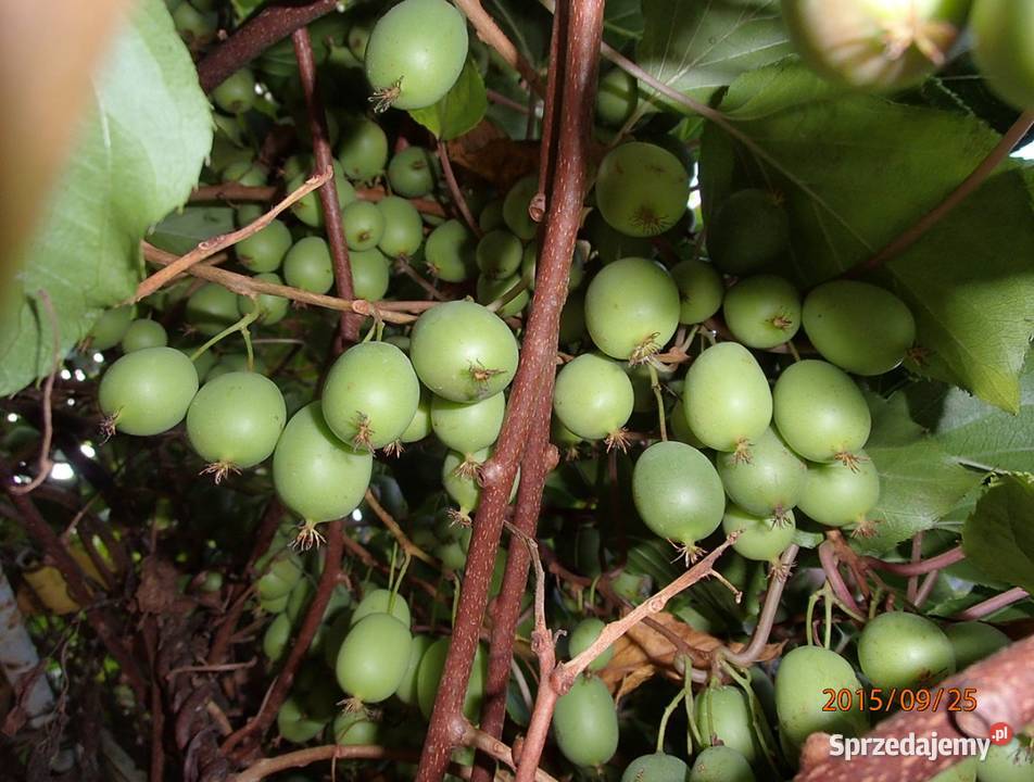Kiwi Isai samopylne aktinidia ostrolistna grunt Łódź
