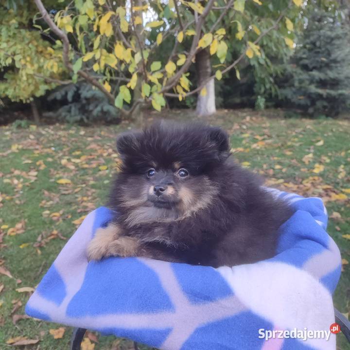 Wzorcowy Mały Szpic Niemiecki piękny exterrier opolskie Krapkowice