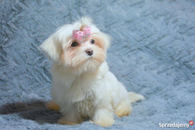 Maltańczyk piękne szczenięta z rodowodem ZKWP Toruń