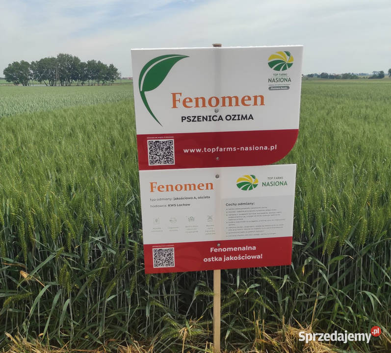 Pszenica ozima KWS Fenomen oścista zaprawa Świecie