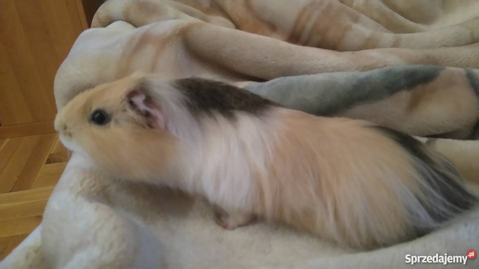 sprzedam świnki morskie