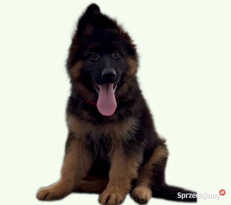 Owczarki Niemieckie Owczarek Niemiecki KLASA Czernikowo