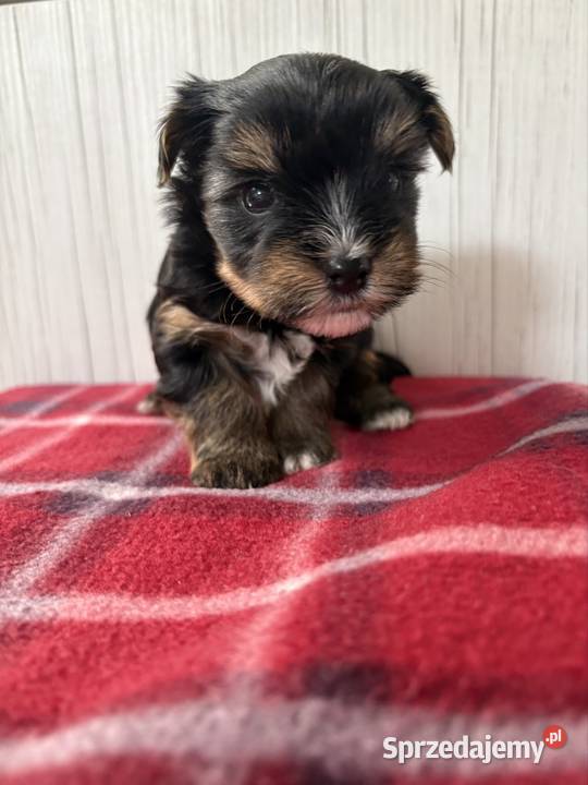Do Rezerwacji Panda Yorkshire Terrier Biewer Konin