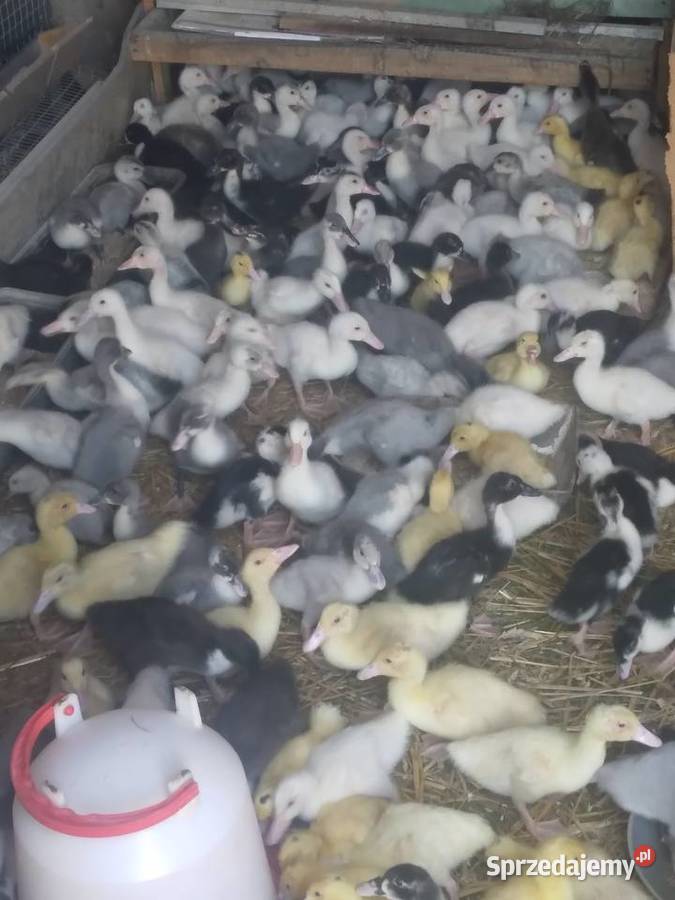 Kaczki pekin dworka mukard ruańskie Jelenia Góra sprzedam
